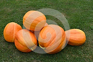 A large ripe pumpkin on a green lawn. A pile of pumpkins