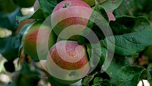 Large ripe red apples on the branch of an apple tree in the garden. Panorama.