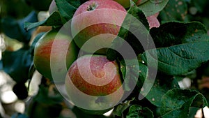 Large ripe red apples on the branch of an apple tree in the garden. Panorama.