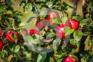Large ripe red apples hanging from tree branch in orchard ready for harvesting