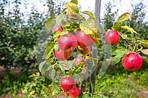 Large ripe red apples hanging from tree branch in orchard ready for harvesting