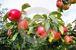 Large ripe red apples hanging from tree branch in orchard ready for harvesting