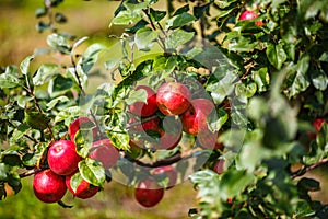 Large ripe red apples hanging from tree branch in orchard ready for harvesting