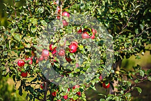 Large ripe red apples hanging from tree branch in orchard ready for harvesting