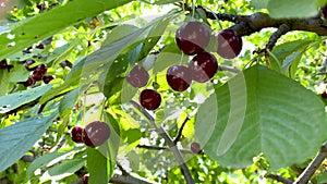 Large ripe red sweet cherry on a tree branch close-up. An orchard with green leaves and fruit. Harvest time. Lots of