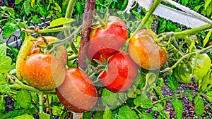 Large ripe red tomatoes on the bush growing in the garden