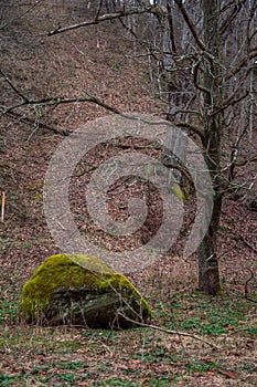 Large Rock Covered in Green Moss