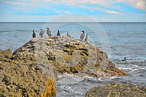 A large rock with a flock of birds on the background of the sea in Crimea