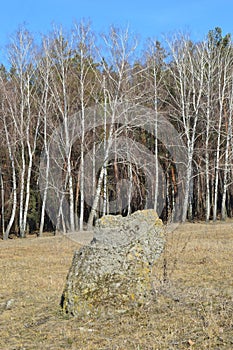Stone in a birch forest under a blue sky