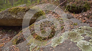 Large Rock Stones Lying in the Forest, Green and Light Green Moss has formed on the rocks. Refocusing from the far plane