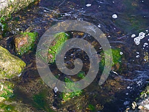 Large rocks and green seaweed in the sea