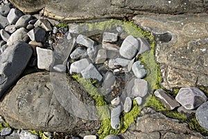 Large Rocks with Striations and Grooves with Plant Life on the Shore Path Bar Harbor Maine