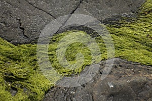 Large Rocks with Striations and Grooves with Plant Life on the Shore Path Bar Harbor Maine