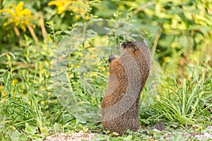 Large rodent at the side of the road