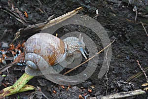 Large Roman snail Helix pomatia Linnaeus, Burgundy snail, edible snail, escargot crawling on ground