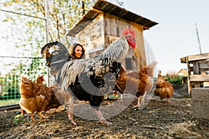 A large rooster close-up in a chicken coop while being fed by a woman farmer