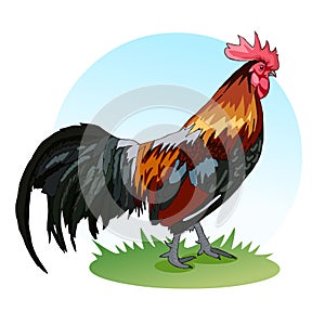 A large rooster with colored feathers. The crest and bushy tail