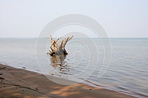 A large root of a felled tree on the shore of a large lake on a warm summer morning