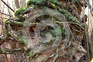 a large root system in the jungle Sababurg