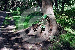A large root system of the tree emerged from the ground in the forest area of the city Park `Pokrovskoe-Streshnevo`.