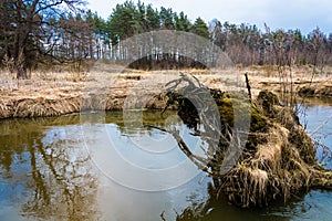 Large roots of an old tree in the middle of the river.