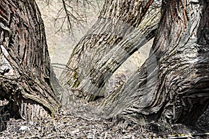 Large roots of an old wide tree