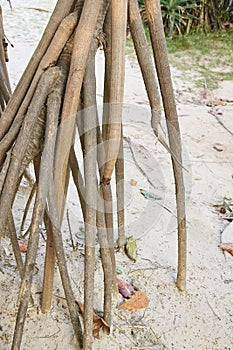Large roots. Solid sand. Beach
