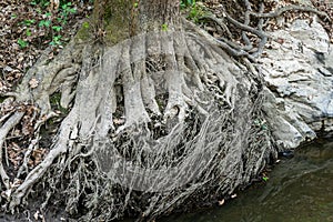 Large roots spread widely on the ground