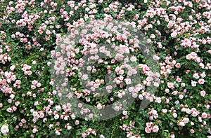 Large rose bush with blooming pink roses, background