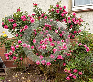 Large rose bush with the famous Rosa Centifolia Foliacea, the Provence Rose or Kohl-Rose photo