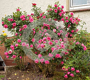 Large rose bush with the famous Rosa Centifolia Foliacea, the Provence Rose or Kohl-Rose
