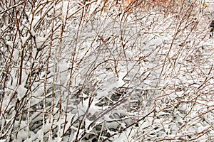 Large rose hip bushes covered with first fluffy snow in winter