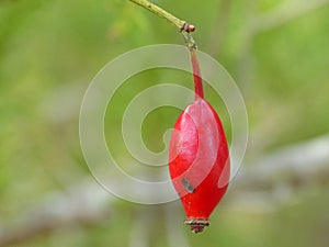 Large Rose Hips Berry 1