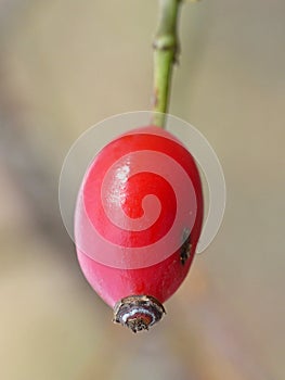 Large Rose Hips Berry 2