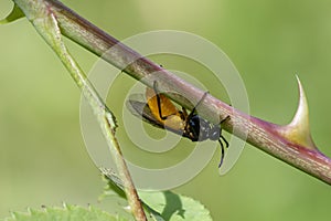 Large Rose Sawfly