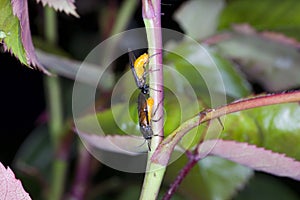 Large Rose Sawfly Arge pagana laying egg