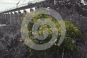 Large rosehip bush in the wild, against background of industrial landscape in black and white colors