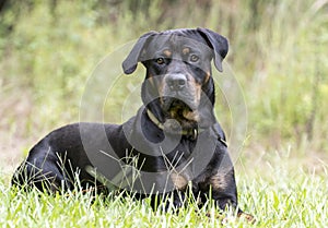 Large Rottweiler dog lying down outside in the grass