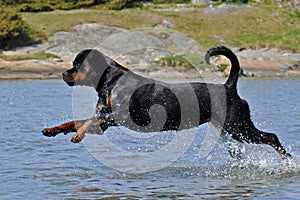 A large rottweiler female jumping in water