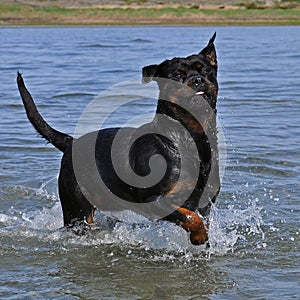 A large rottweiler female play in water