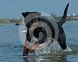 A large rottweiler female play in water