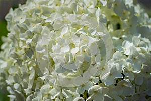 Large round arborescens lush white hydrangea flower on green bush. Perennial herb, sunny garden. Close-up