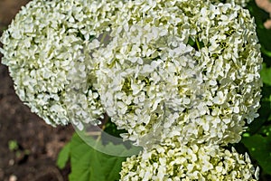 Large round arborescens lush white hydrangea flowers on green bush. Perennial herb