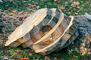 Large, round ash wooden wheels sliced and stacked in a pile with a blurred background