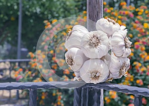 A large round bunch of dried garlic on fence against the backdrop of a sunny summer flowering garden