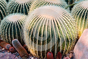 Large round cacti found at the Frederik Meijer gardens