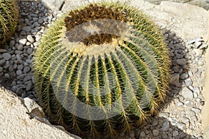 Large round cactus with hard, yellow spines in the Alicante greenhouse against the background stones on a spring day. Spain,