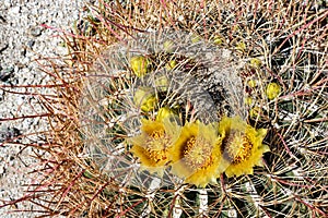 Large round cactus with vibrant yellow flowers in bloom in springtime in southern California desert, Anza Borrego