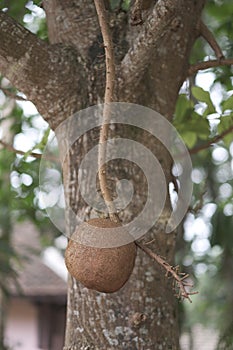 Large round fruit on a long branch