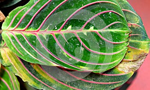 Large Round Green Leaf of Maranta with Pink Veins - Maranta Leuconeura Erythroneura